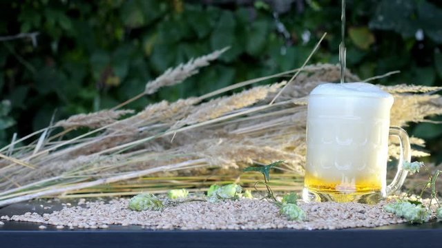 A light beer is poured into the mug, the table is filled with grain, hops. The foam overflows. Futa for the advertising of light beer.