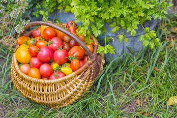 Basket filled with colorful tomatoes on green grass