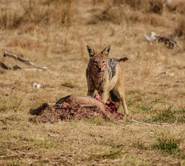 Black-backed Jackal