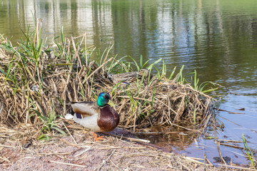 Drake and duck on the nest