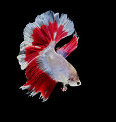 Siamese fighting fish, black backdrop, Betta splendens, Betta Fish, Half moon Betta.