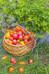 Basket filled with colorful tomatoes on green grass