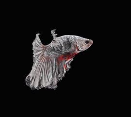 Fighting fish, beautiful fish, beautiful color fighting fish Siam, black background