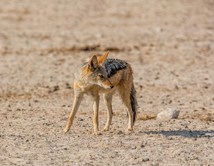 Black-backed Jackal