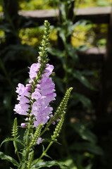 ピンクの花　ハナトラノオ