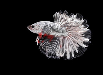 Fighting fish, beautiful fish, beautiful color fighting fish Siam, black background