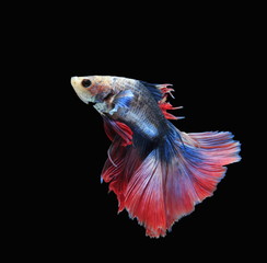 Fighting fish, beautiful fish, beautiful color fighting fish Siam, black background.