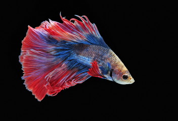 Fighting fish, beautiful fish, beautiful color fighting fish Siam, black background.