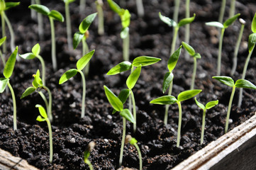Stairs sweet pepper seedlings