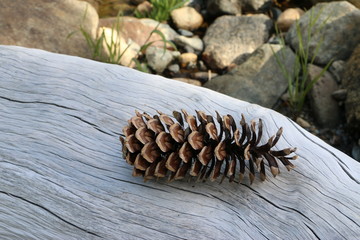 Sugarpine cone in natural setting