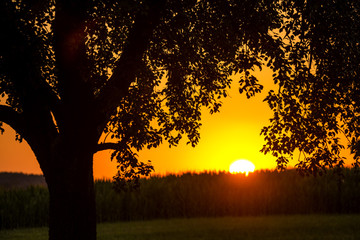 sunset in summertime with tree
