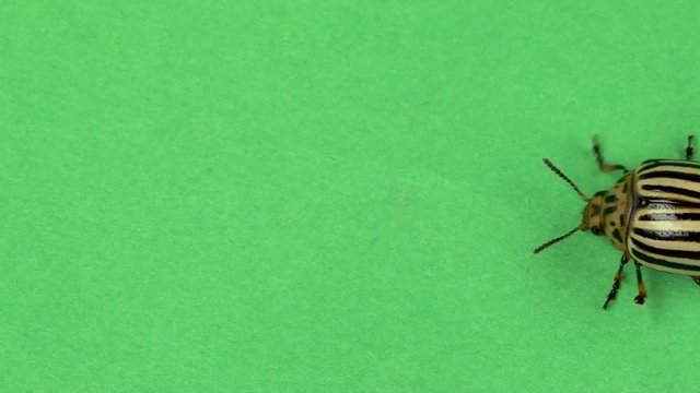 Colorado beetle on green screen . Slow motion