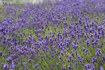 Lavender flowers blooming in the garden, beautiful lavender field.