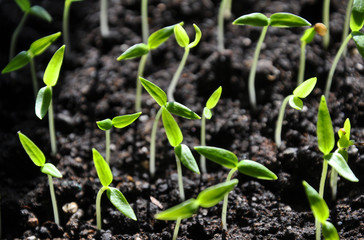 Stairs sweet pepper seedlings