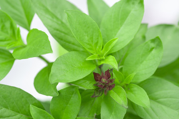 Sweet Basil Herb Growing in a organic garden. Thai Basil leaf (Ocimum basilicum) isolated on white...