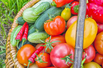 Basket filled with colorful vegetables on green grass