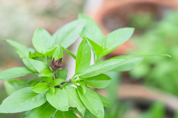 Fototapeta na wymiar Sweet Basil Herb Growing in a organic garden. Thai Basil leaf (Ocimum basilicum).