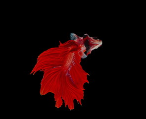 Fighting fish, red fish on a black background, color Siamese fighting fish.