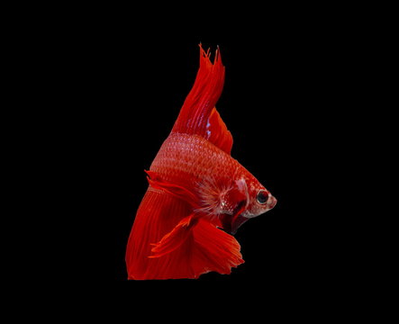 Fighting fish, red fish on a black background, color Siamese fighting fish.