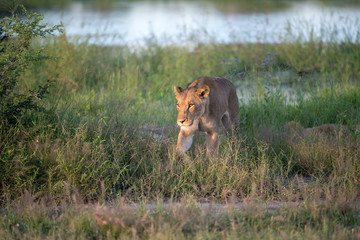 Mighty Lion watching the lionesses who are ready for the hunt in Masai Mara, Kenya (Panthera leo)