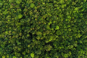 Fensteraufkleber Tiefer tropischer Regenwald von grünen Bäumen blickt von der Drohne aus auf die Luft © themorningglory