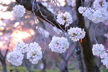 金色とピンク色の日本桜