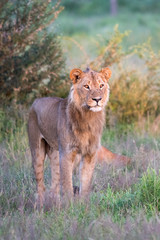 Mighty Lion watching the lionesses who are ready for the hunt in Masai Mara, Kenya (Panthera leo)