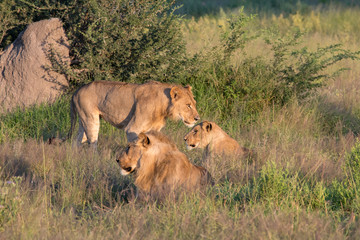 Mighty Lion watching the lionesses who are ready for the hunt in Masai Mara, Kenya (Panthera leo)