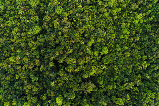 Fototapeta Green tree deep tropical rainforest look down aerial view from drone