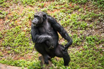 chimpanzee mokey sit on stump tree with grass in jungle