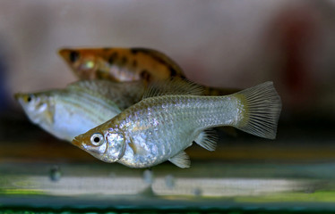 Poecilia latipinna beautiful body, black background.