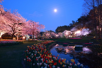 桃源郷の桜と月と川と太陽