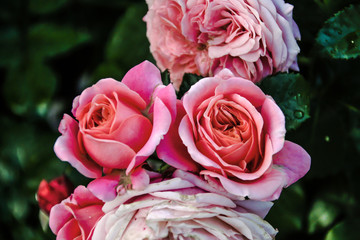 beautiful fresh decorative rose close-up. a bouquet of roses and several flowers from roses.