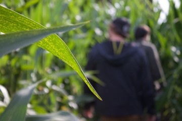 Two Man Lost In Green Corn Maze. Best friends walking among the dried corn stalks in a corn maze. Traditional American amusement at pumpkin fair. Getting lost in corn maze. Backs of people in corn. 