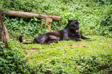 Foto auf Acrylglas Panther Schwarzer Leopard oder Panther schlafen auf Gras im Dschungel.