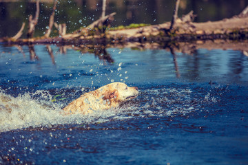 Obraz premium Labrador Retriever Dog Floats in the River