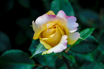 beautiful fresh decorative rose close-up. a bouquet of roses and several flowers from roses.