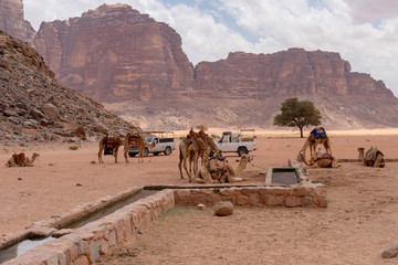 Camels rest at Lawrence of Arabia spring. Wadi Rum desert, Jordan