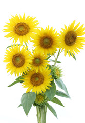 Obraz premium ひまわりの花束