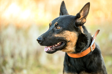non-pedigree dog on the grass