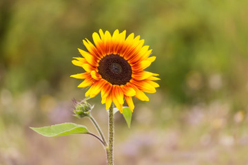 Firecracker Sunflower