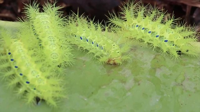 Parasa lepida on banana leaves