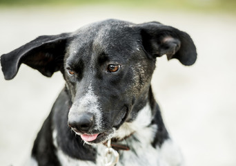 portrait of a mongrel dog