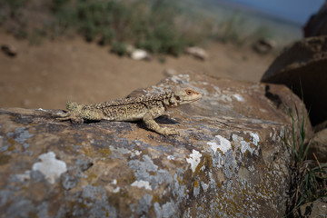 Laudakia caucasia: The Caucasian agama (Paralaudakia caucasia) is a species of agamid lizard found in the Caucasus. Photos are taken in Azerbaijan Absheron peninsula. Georgia