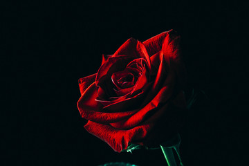 A rose is a woody perennial flowering plant of the genus Rosa, in the family Rosaceae, or the flower it bears. There are over three hundred species and thousands of cultivars.