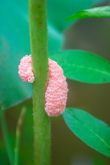Pink golden applesnail egg on lotus