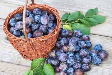 Plum harvest. Plums in a wicker basket on wooden background. Harvesting fruit from the garden.
