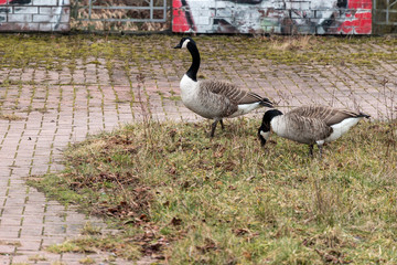 Canadian geese