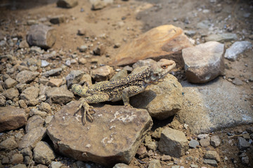 Laudakia caucasia: The Caucasian agama (Paralaudakia caucasia) is a species of agamid lizard found in the Caucasus. Photos are taken in Azerbaijan Absheron peninsula. Georgia
