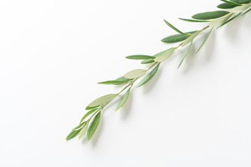 Fototapeta premium オリーブ